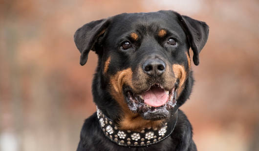 Rottweiler gehören per Gesetz auch zu den gefährlichen Hunderassen. (Foto: Pixabay.com/Rebecca Scholz)